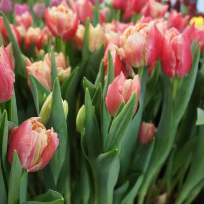 Three Scented Tulips to Grow | BBC Gardeners World Magazine