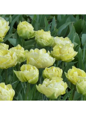Tulip Verona | White Flower Farm