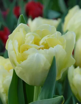 Tulipa 'Verona' kaufen - De Warande - Starkezwiebeln.de