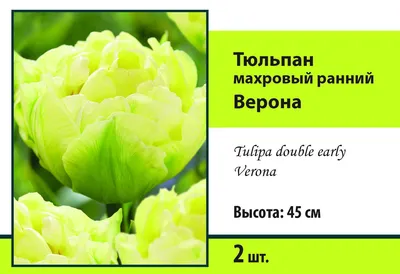 Тюльпан Verona (луковицы) | bufl.ru