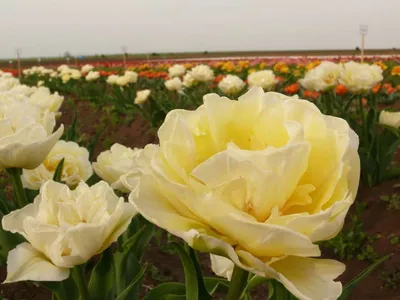 Tulip Bulbs 'Verona Sunrise' | DutchGrown™