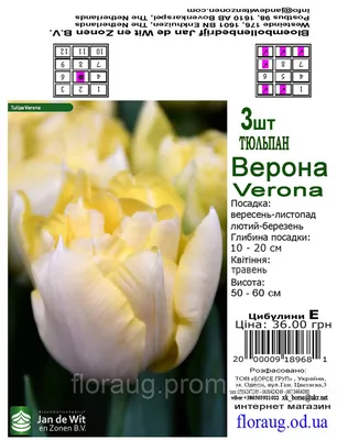 Garten-Tulpe (Tulipa hybr.) ‚Verona' | Pflanzen Enzyklopädie