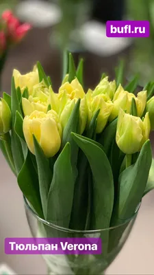 Картинка Тюльпан Скарлет Верона » Тюльпаны » Цветы » Картинки 24 - скачать  картинки бесплатно