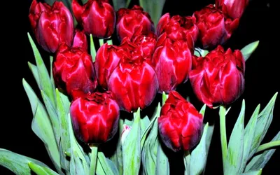 Tulpe Verona - 10 Stk Blumenzwiebeln | Gartenzauber