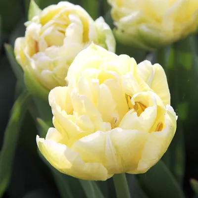 frühblühende gefüllte Tulpe Scarlet Verona 5 st. - Preise und Meinungen -  Online-Shop für Blumenzwiebeln