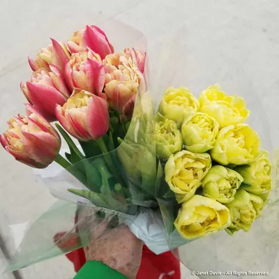 Тюльпан Верона (Tulipa Verona) - Все телюпаны - Тюльпаны - Луковичные -  Каталог - Kamelia-gardens.ru