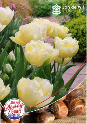 Тюльпаны оптом в Ростовской области — Оптовые поставки тюльпанов от  производителя