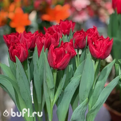Купить луковицу тюльпана Престо (Presto) в Смоленской области