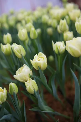 Уникальные сорта тюльпанов в дендропарке | \"Україна-Центр\"