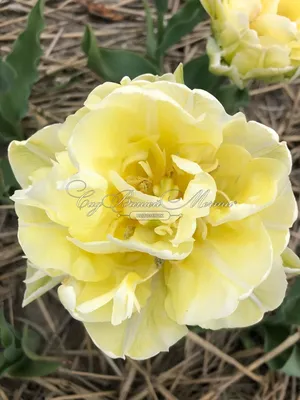 Тюльпан Верона (Tulipa Verona) - Все телюпаны - Тюльпаны - Луковичные -  Каталог - Kamelia-gardens.ru