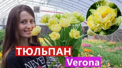 Тюльпан Verona (Верона) 🌷 - YouTube