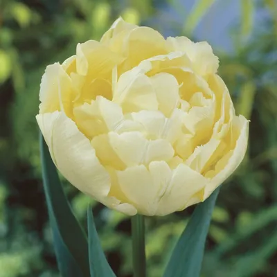 Verona Tulip Bulbs - Double Tulips