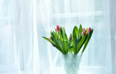 Тюльпаны на окне | Цветы, Тюльпаны, Фотограф