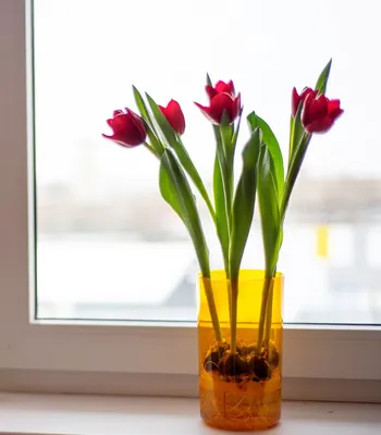 Обои на монитор | Цветы | ваза, тюльпаны, окно, рисунок