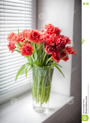 Вырастить тюльпаны на подоконнике: если посадить сейчас, расцветут зимой -  МК