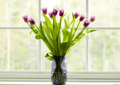 Тюльпаны на окне - 54 фото
