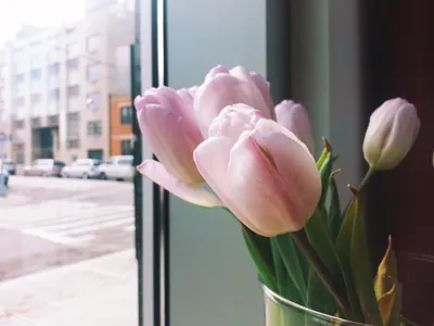 Иллюстрация Тюльпаны на окне в стиле живопись | Illustrators.ru