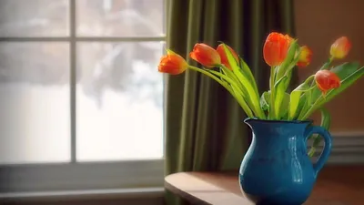 Фото Красные тюльпаны в банке с водой на окне