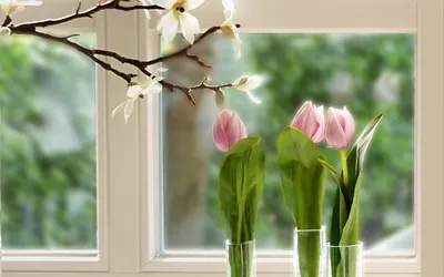 Тюльпан на окне. :: Надежда – Социальная сеть ФотоКто