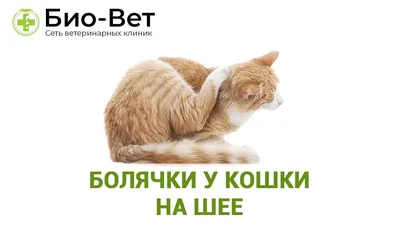 Лечение болячкек на шее у кошки