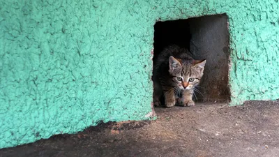 Специалист рассказал, почему уличные коты предпочитают старый жилой фонд -  Недвижимость РИА Новости, 07.06.2022