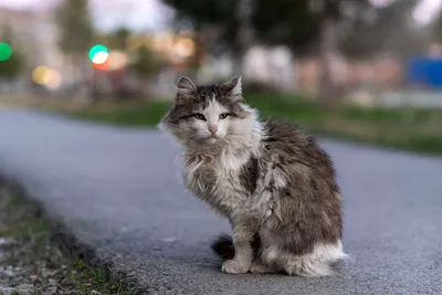 Уличные кошки (39 лучших фото)