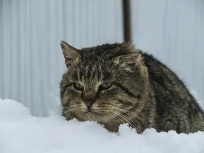 Уличные коты | Пикабу