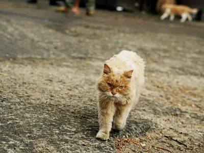 Бездомный уличный кот близок Фондовое фото бродячего пятнистого кота  Грязная кошка Концепция защиты бездомных животных Отброшено Стоковое Фото -  изображение насчитывающей кошачий, дико: 180112480