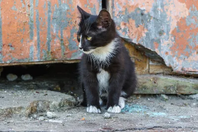 Фото бездомных кошек и котов – уличные кошки на улицах и в парках