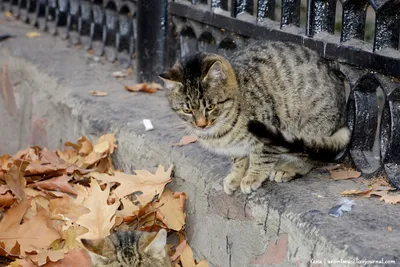 Уличные коты или божьи твари...