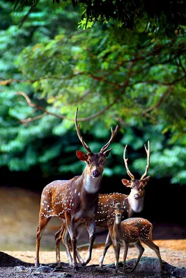 Уссурийский пятнистый олень Cervus nippon hortulorum Swinchoe, 1864