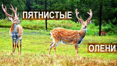 Calaméo - Живая азбука Приморского края