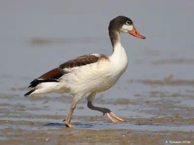 Пеганка (Tadorna tadorna) Common Shelduck - Утиные (Anatidae) -  Гусеобразные Anseriformes - Классификатор птиц Таганрога и Неклиновского  района - Птицы Ростовской обл.В основе-Птицы Таганрога/Некл.р-на