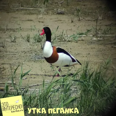 Бёрдвотчинг на озере Кызыл-Яр. Много фото птиц:) - tavika.ru