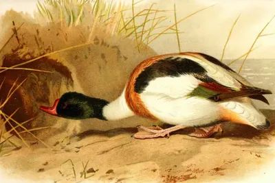 Пеганка - охотничья птица, водоплавающая дичь