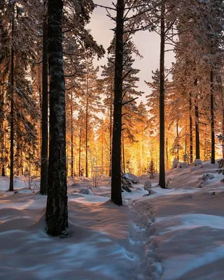Пейзаж зимний лес - 45 фото