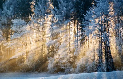 Солнечный зимний лес - фото и картинки: 32 штук