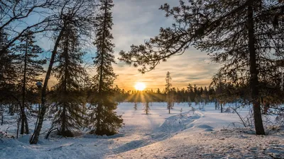 Фото Снежная поляна в зимнем лесу на рассвете
