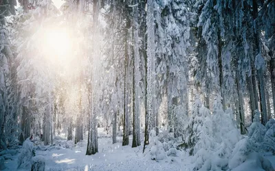 Утро в зимнем лесу - обои для рабочего стола, картинки, фото