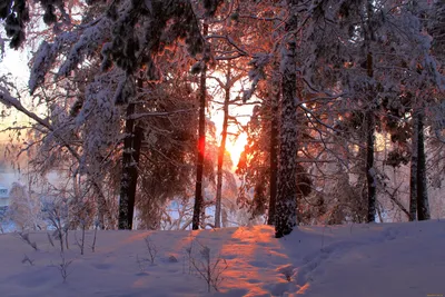 Зима лес солнце - фото и картинки: 29 штук