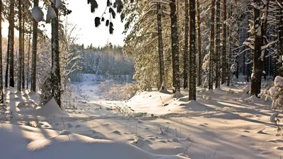 Утро в зимнем лесу - обои на рабочий стол