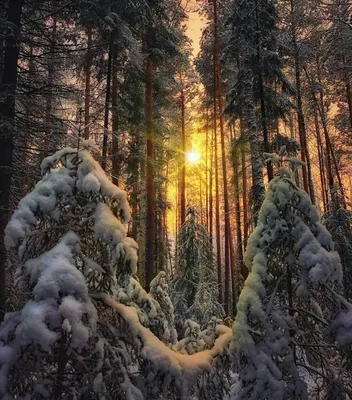 Волшебный зимний лес - 52 фото