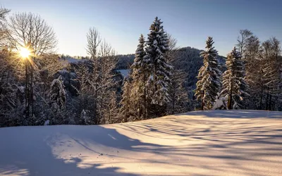 Картинка Утро в зимнем лесу » Лес » Природа » Картинки 24 - скачать  картинки бесплатно