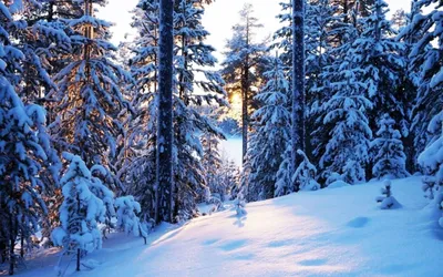 Картинка Морозное утро в зимнем лесу » Лес » Природа » Картинки 24 -  скачать картинки бесплатно