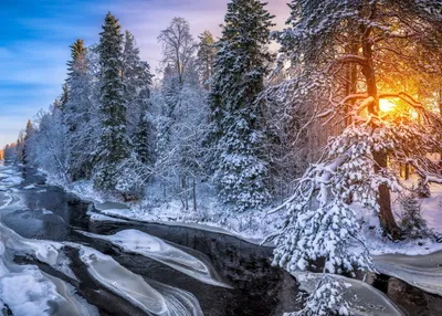 Пазл солнце в зимнем лесу - разгадать онлайн из раздела \"Природа\" бесплатно