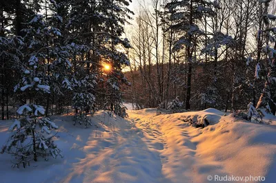 Вечером в зимнем лесу | Сергей Рудаков