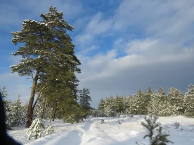 28 декабря, 5 января – новогодний зимний лес. Экскурсия.