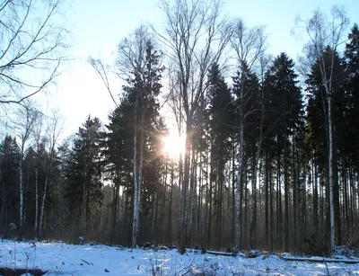 Солнечное утро в зимнем лесу | Истории в картинках