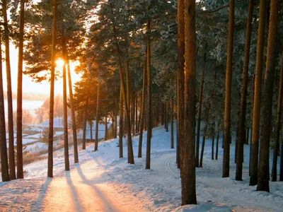 Зимний лес | Пейзажи, Летний пейзаж, Лес фотография