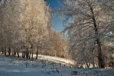 Утро в зимнем лесу. — конкурс \"Зима в лесу (профи)\" — Фотоконкурс.ру